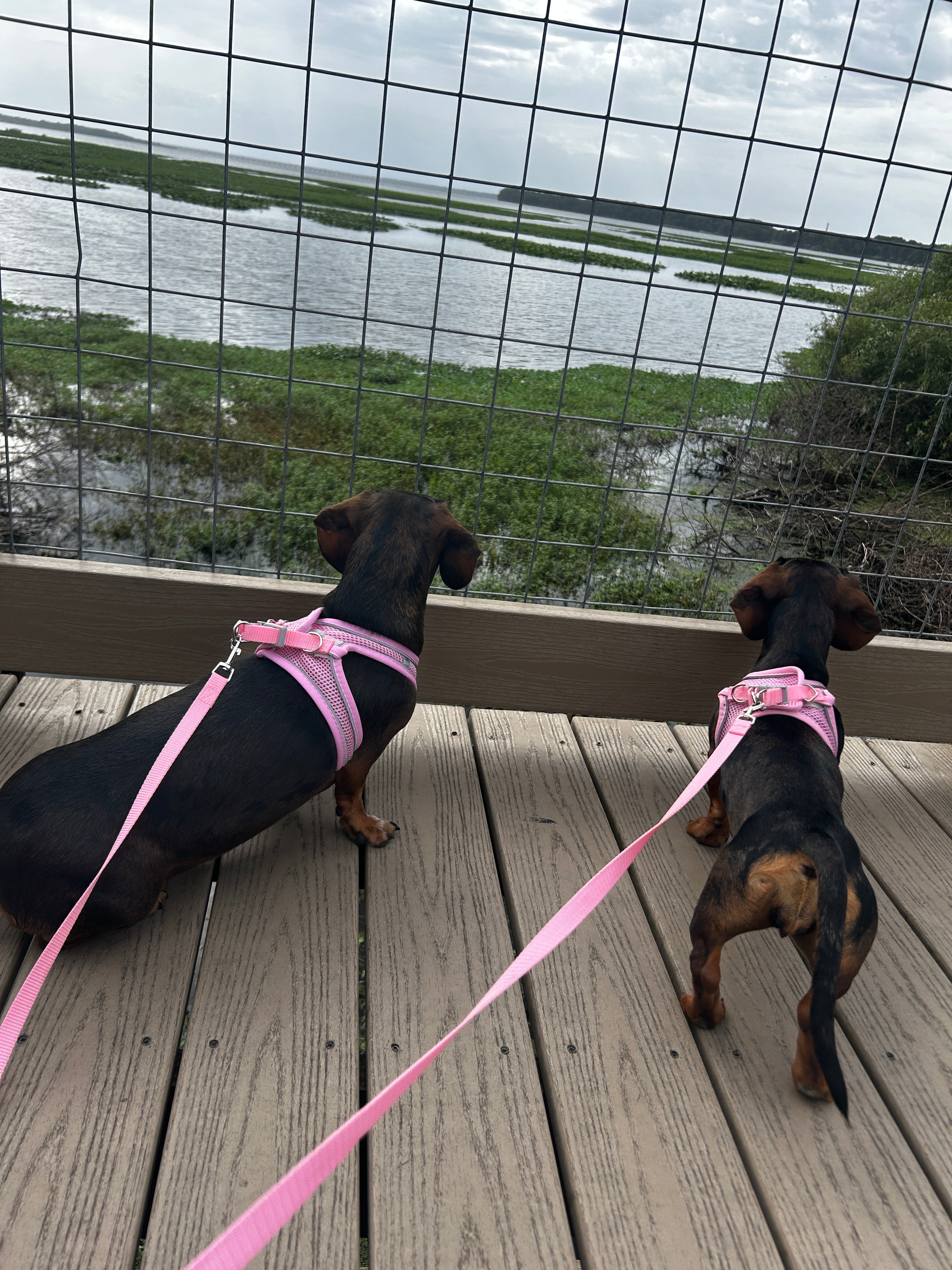Dog-Friendly St. Johns River Hike in Central Florida